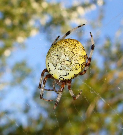 Araneus marmoreus
